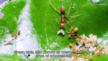 GREEN ANTS