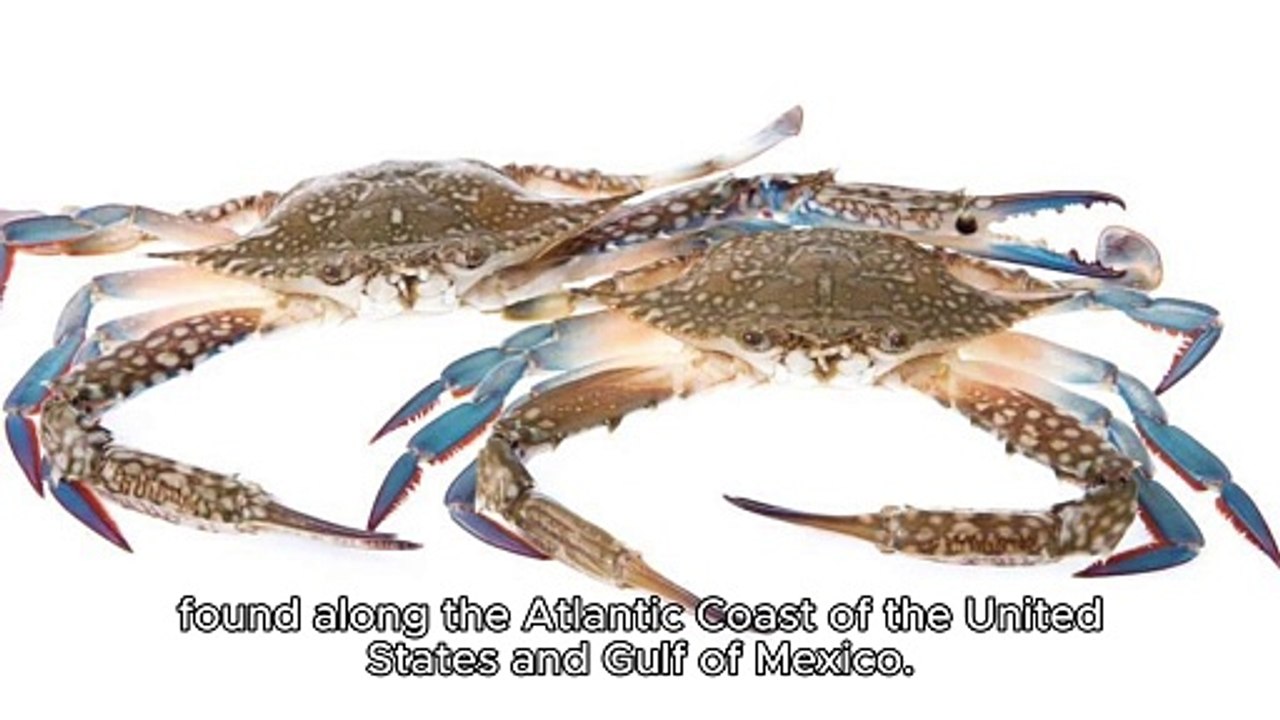 BLUE CRAB