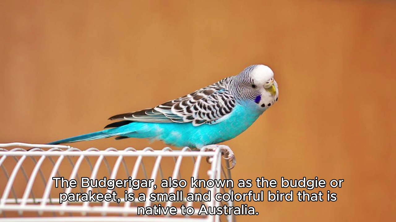 BUDGERGIA