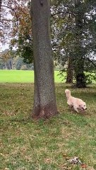 All He Wanted Was a Squirrel