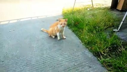 The orange cat is feeling lonely