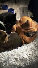 Three Pets Argue Over One Bed