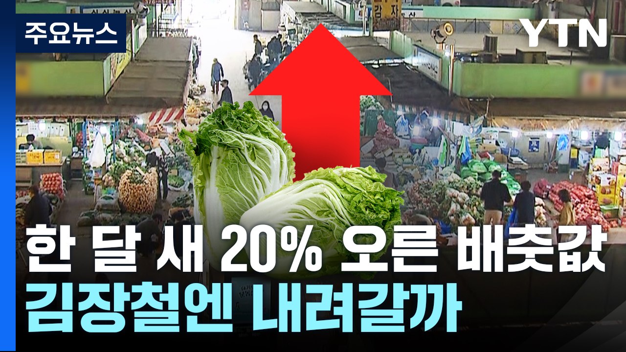 한 달 사이 20% 오른 배춧값..."김장철엔 떨어질 수도" [앵커리포트] / YTN