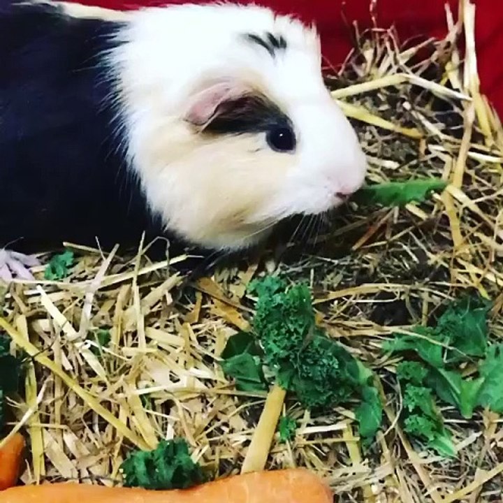  cute