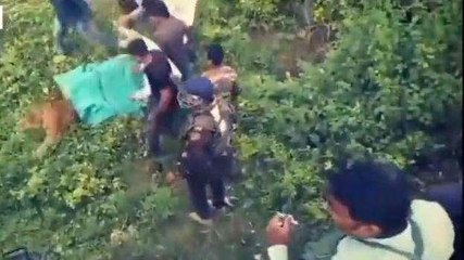 पीलीभीत: बाघिन का लाइव रेस्क्यू , पकड़ी गई बाघिन