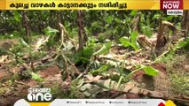 കോട്ടയം എരുമേലിയിൽ 1,500 കുലച്ച വാഴകൾ കാട്ടാനക്കൂട്ടം നശിപ്പിച്ചു