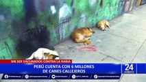 Cifra alarmante: en Perú hay 6 millones de perros callejeros sin vacunar contra la rabia
