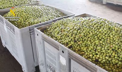 Operación de la Guardia Civil - Robo y estafa aceituna y aceite