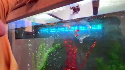 Future Mini Zoo Main Aag Lga Di