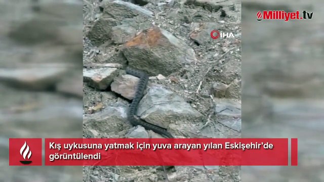 Kış uykusuna yatmak için yuva arayan yılan görüntülendi
