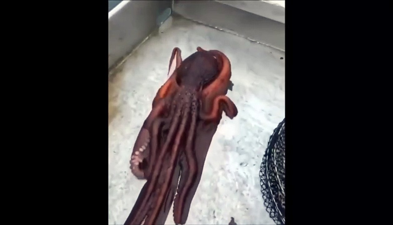 Ce poulpe s'enfuit du bateau... malin et souple. Release the Kraken !