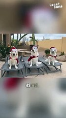 Furry Santas: Three Dogs in Holiday Attire || Heartsome 