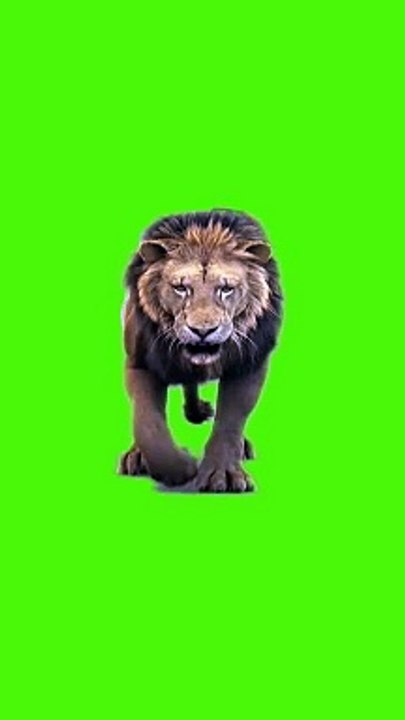 Lion Green screen effects for free #greenscreen #greeneffect #effect #screeneffect_4