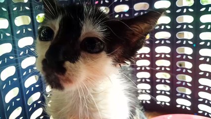 Kucing kecil yang galak