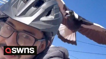 Magpie attacks cyclist on his way back from work every day