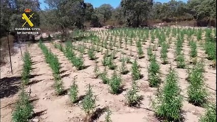 Desmantelan dos enormes plantaciones de marihuana en pleno corazón de Sierra Morena