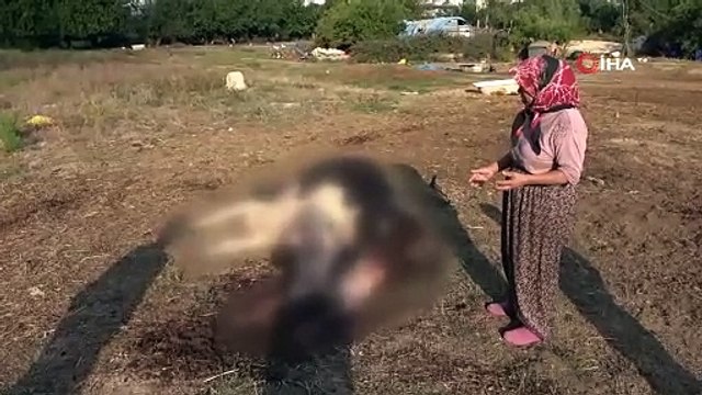 100 bin lira değerindeki Holstein cinsi inek köpekler tarafından telef edildi