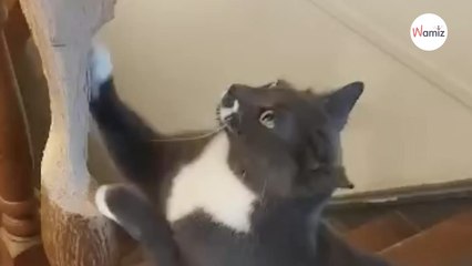 Depuis son adoption, ce chat a développé une manie qui pourrait en agacer plus d’un !