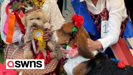Glamorous pooches take to the catwalk during canine fashion show