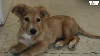 Adorable Pup With 2 Broken Legs Refuses To Give Up On Life | Wild-ish TV