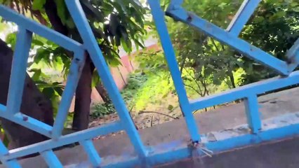 Bili Hamara Kabooter Utha K Ly Gai  Jan Bacha Li