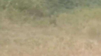 रतलाम: तेंदुए की मूवमेंट खेतान फैक्ट्री के परिसर में, वन विभाग रेस्क्यू अभियान जारी