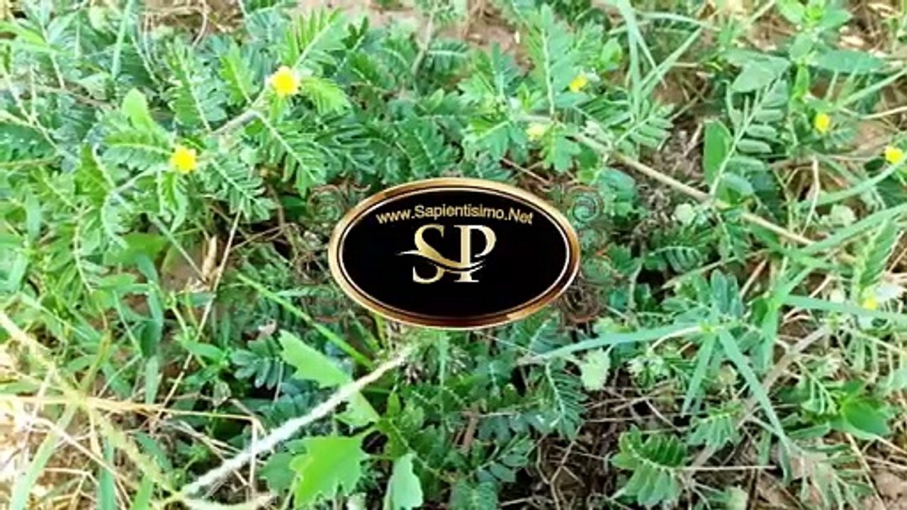 15 Beneficios del Tribulus Terrestris