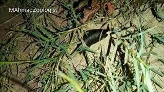 Tropical Leatherleaf Slug (Laevicaulis alte) | Description and Distribution | Invertebrates [ENGLISH]