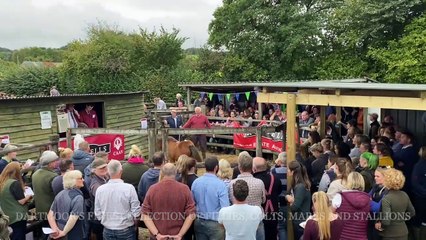 Chagford Pony Drift Sale 2023