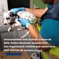 Macro-operación policial contra la red de tráfico de mascotas en Barcelona