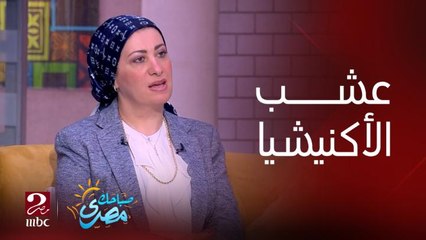 عشب الأكنيشيا بيرفع المناعة واستخدامه بهذا الشرط.. دكتورة رانيا نبيل صبري -أستاذ صحة الطفل بالمركز القومي للبحوث توضح