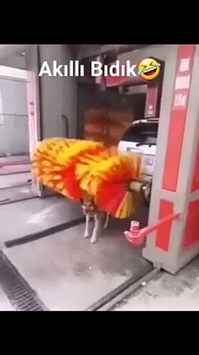 Akıllı Bıdık #shorts #pati #pet #pets #dog #nature #shower #car #keşfet #reels #viral
