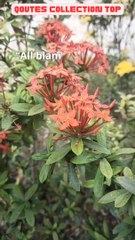 Quote "Stop Blaming Everything" by Wayne Dyer