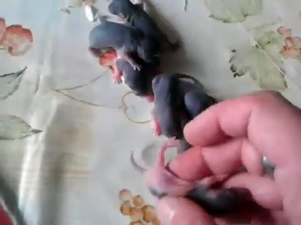 evolution de mes bebe rat part 1