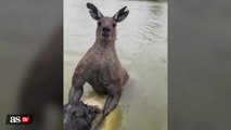 Man goes viral for saving his dog from being drowned by a kangaroo