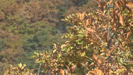 [경북] 대구기상청 "팔공산·주왕산 단풍 시작...이달 말 절정" / YTN