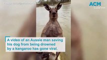 Avustralyalı adam köpeğini kanguru tarafından boğulmaktan kurtardı