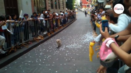 La multitud aplaude la llegada del Papa, pero este perrito callejero está seguro de que es en su honor (vídeo)