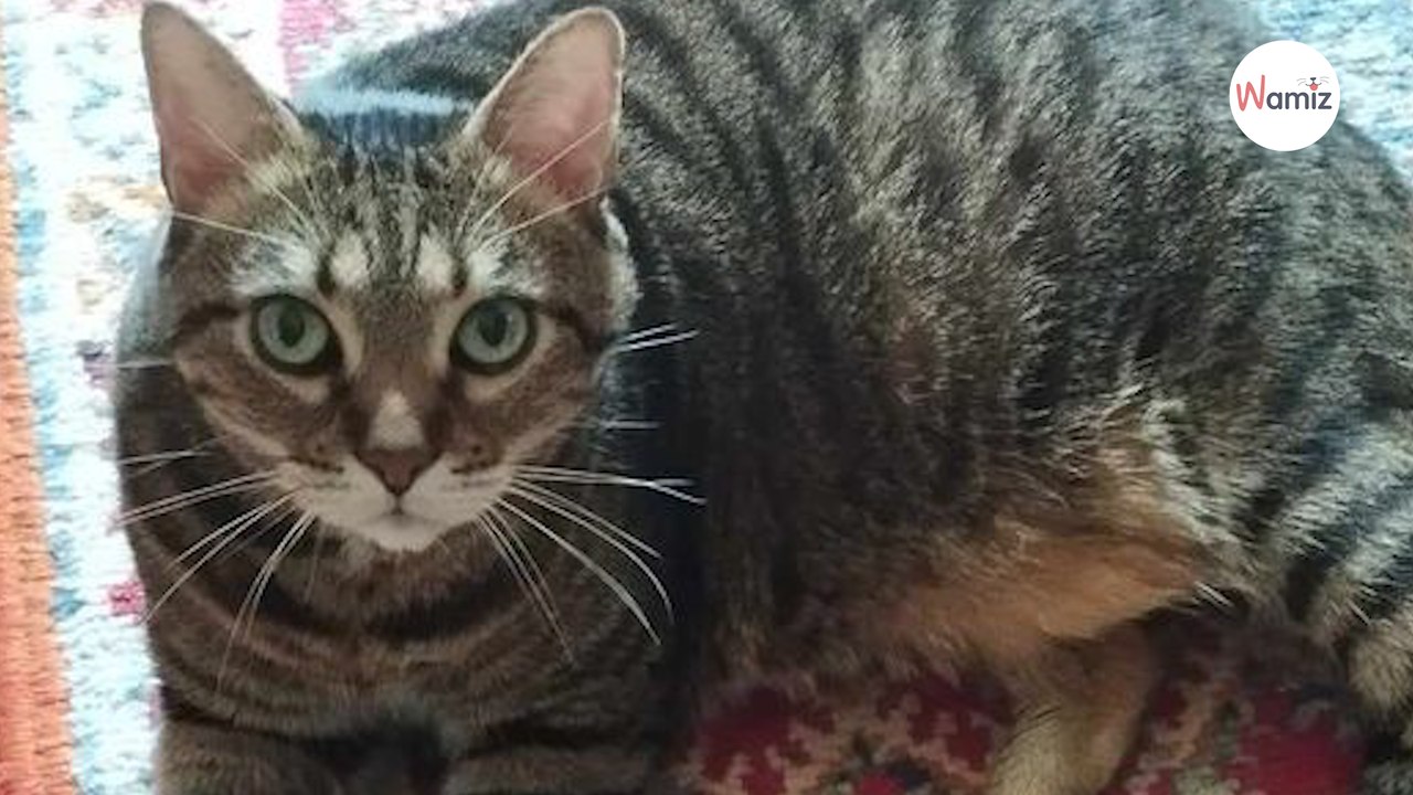 Après deux décès à la suite, ce chat orphelin a été sauvé de la fourrière et espère maintenant avoir une autre chance