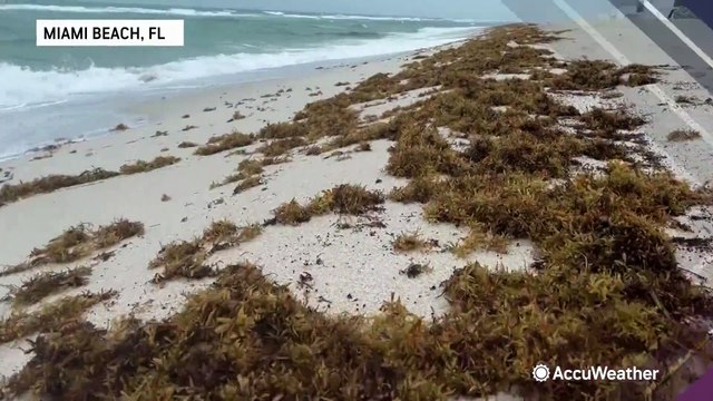 New grant meant to improve sargassum forecasting