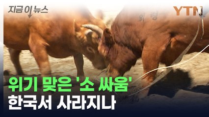 한국에서 사라지게 되나...위기 맞은 '소 싸움' [지금이뉴스] / YTN