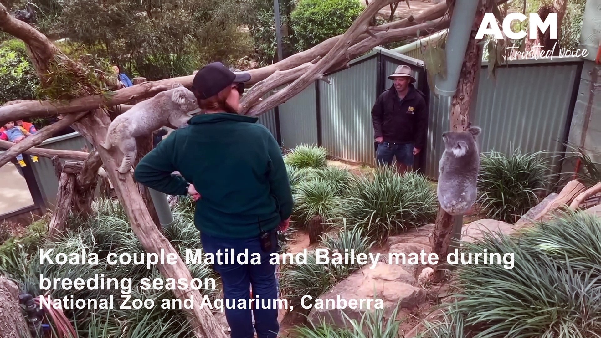 ⁣Koalas mating at Canberra Zoo