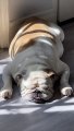 Sleepy Barks From English Bulldog