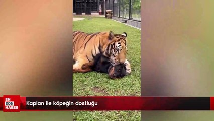 Kaplan ile köpeğin dostluğu