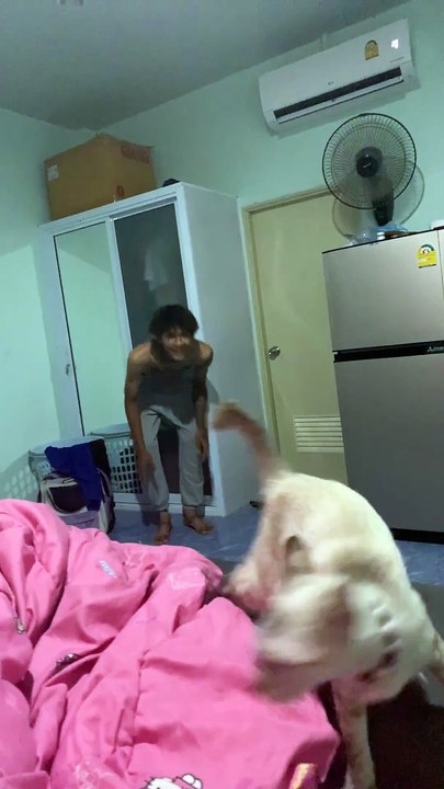 Boomerang Cat
