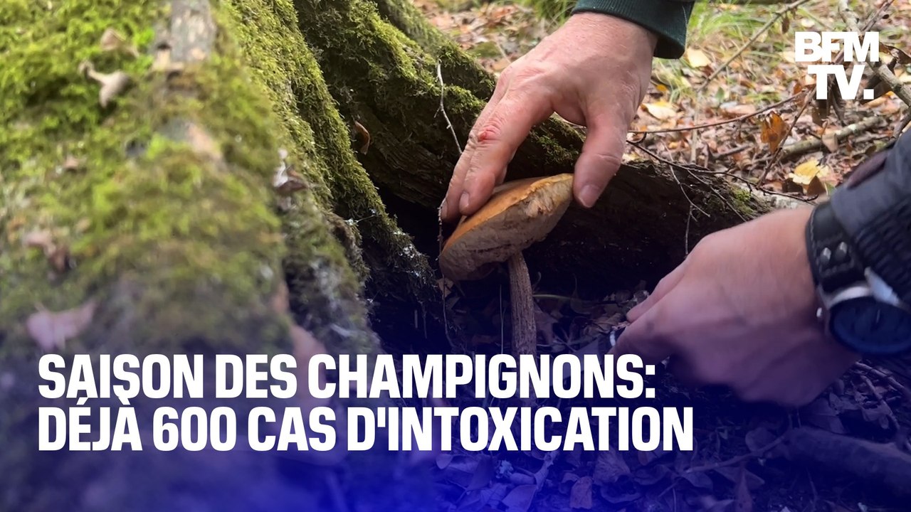 Saison des champignons: comment éviter l'intoxication?