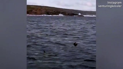 Un grand requin blanc arrive toujours à ses fins