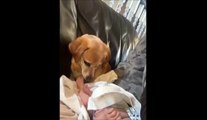 Un chien traumatisé par la couche d'un bébé