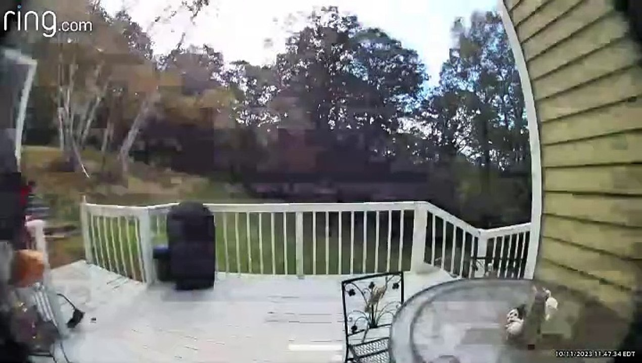 Aux États-Unis, un ours s’introduit dans une maison pour voler des lasagnes surgelées (vidéos 2)