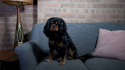 When Should You Worry About Your Dog Sneezing